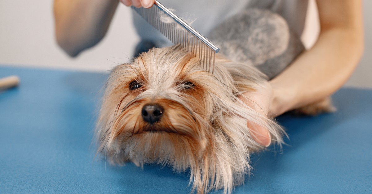How to Keep Your Pet Calm While Grooming